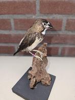 Japanse meeuw Taxidermie volledige montage - Estrildidae -, Nieuw