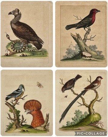 George Edwards (XVIII) - A Natural History of Uncommon Birds, Antiek en Kunst, Antiek | Overige Antiek
