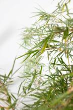 Bamboe Fargesia robusta Campbell Haag 80-100 Kluit, Tuin en Terras