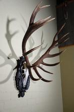 Large Red Stag - head-mount on shield - Taxidermie, Verzamelen, Dierenverzamelingen, Nieuw