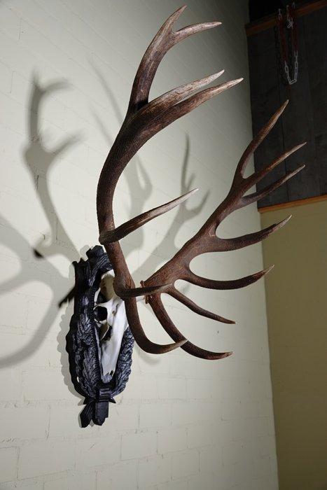 Large Red Stag - head-mount on shield - Taxidermie, Verzamelen, Dierenverzamelingen