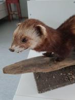 Europese bunzing Taxidermie volledige montage - Mustela, Verzamelen, Dierenverzamelingen, Nieuw