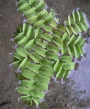 Salvinia Natans - aquarium drijfplant (Aquariumplanten) beschikbaar voor biedingen