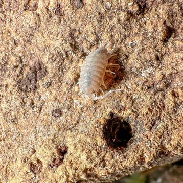 Isopod Porcellionides pruinosus “powder blue” beschikbaar voor biedingen