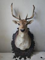 Hert Taxidermie hoofdmontage - Dama dama - 100 cm - 50 cm -, Verzamelen, Dierenverzamelingen, Nieuw