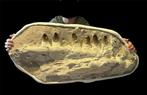 Mosasaurus - Gefossiliseerde kaak - Prognathodon Currii - 90, Verzamelen, Mineralen en Fossielen