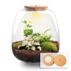 Planten terrarium - Emma - DIY kit -  25 cm - Ø 23 cm - Hed, Verzenden