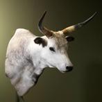 Hongaarse Steppenrund Taxidermie Opgezette Dieren By Max, Verzamelen, Ophalen of Verzenden, Nieuw, Wild dier, Opgezet dier