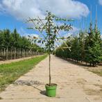 Perenboom lei boom | Handperen | Pyrus Conference, Halfschaduw, Zomer