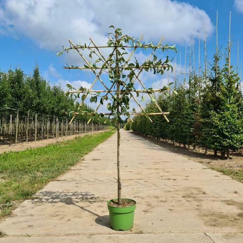 Perenboom lei boom | Handperen | Pyrus Conference, Tuin en Terras, Planten | Tuinplanten, Halfschaduw, Zomer