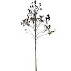 Amberboom -  Liquidambar styraciflua - Omtrek: 14-18 cm | Ho, Ophalen of Verzenden
