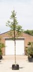 Gewone walnotenboom Juglans regia h 450 cm st. omtrek 16 cm