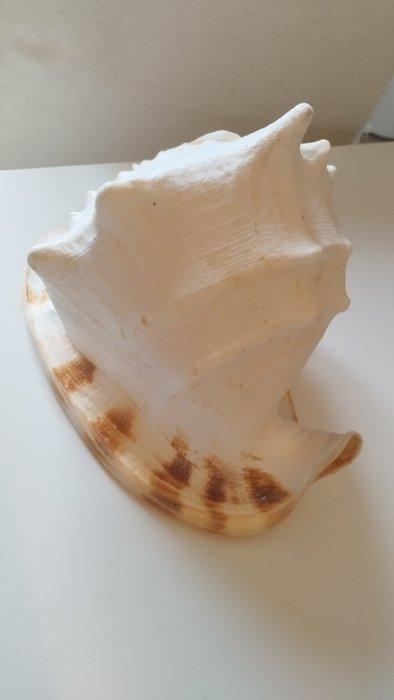 Gastropode Zeeschelp - Cassis cornuta (Zonder Minimumprijs), Verzamelen, Dierenverzamelingen