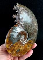 Ammoniet - Gefossiliseerd dier - Aioloceras (Cleoniceras), Verzamelen, Mineralen en Fossielen