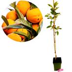 Diospyros kaki Sharon + Pot 23cm, Verzenden, Volle zon