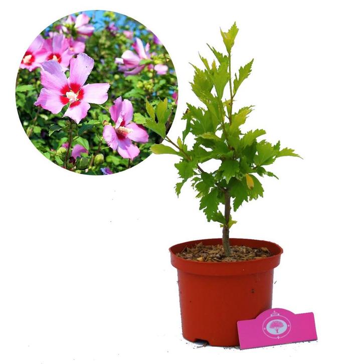 Altheastruik Hibiscus Syriacus Maike + Pot 17c, Tuin en Terras, Planten | Tuinplanten, Verzenden
