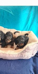 ruwhaar dwergteckel pups!   (reutjes), Parvo, 8 tot 15 weken, Meerdere, Nederland