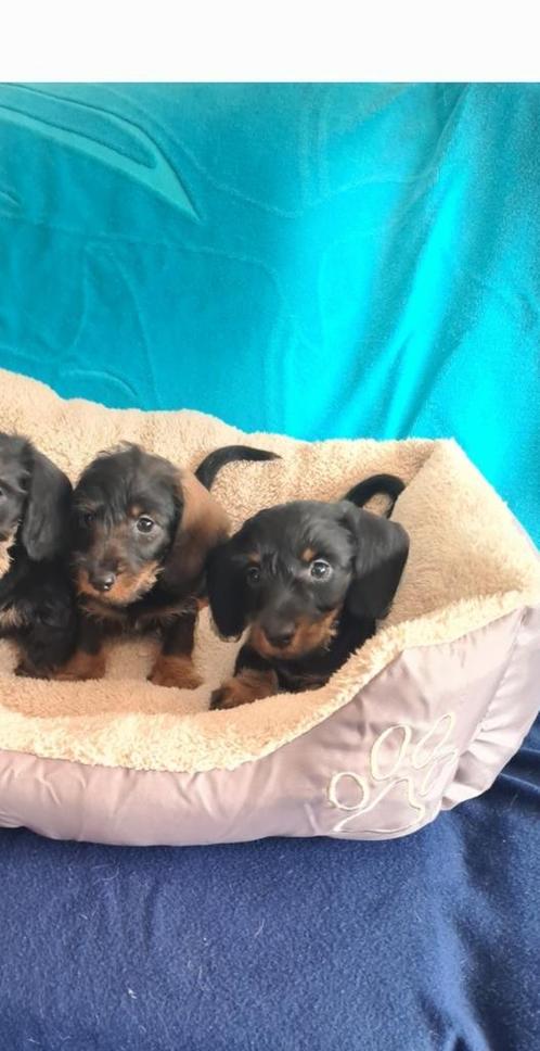 ruwhaar dwergteckel pups!   (reutjes), Dieren en Toebehoren, Honden | Teckels en Dashonden, Meerdere, CDV (hondenziekte), HCC (leverziekte)