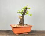 Quercus Ilex - Hoogte (boom): 45 cm - Diepte (boom): 30 cm -