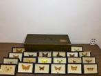 Vlinder Taxidermie volledige montage - Lepidoptera - 15 cm -