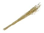 Knottgrass 90-100 cm geel - bundel van 100 gram voor, Ophalen of Verzenden, Nieuw
