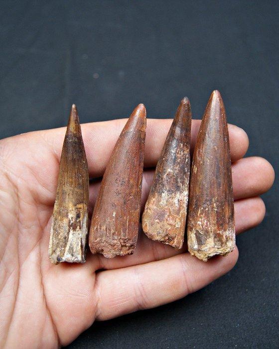 Spinosaurus - Fossiele tanden - Spinosaurus aegyptiacus, Verzamelen, Mineralen en Fossielen