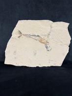 Vis - Fossiel skelet - Eurypholis - 23 cm - 29 cm, Verzamelen, Mineralen en Fossielen