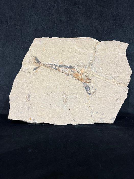 Vis - Fossiel skelet - Eurypholis - 23 cm - 29 cm, Verzamelen, Mineralen en Fossielen