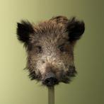 Wild Zwijn Klein Taxidermie Opgezette Dieren By Max, Verzamelen, Dierenverzamelingen, Ophalen of Verzenden, Nieuw, Wild dier, Opgezet dier