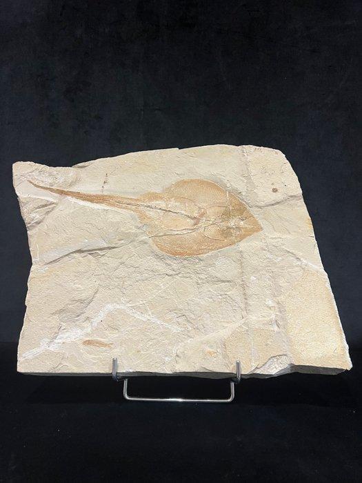 Vis - Fossiel skelet - Rhinobatos whitfieldi - 41 cm - 25 cm, Verzamelen, Mineralen en Fossielen