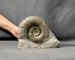 Grote Ammoniet - Op matrix - Gefossiliseerd dier - Lytoceras, Verzamelen, Mineralen en Fossielen