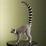 Ringstaartmaki Taxidermie Opgezette Dieren By Max, Ophalen of Verzenden, Nieuw, Wild dier, Opgezet dier