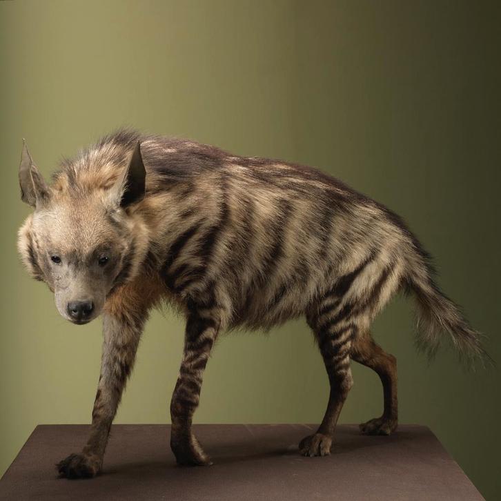 Gestreepte Hyena Taxidermie Opgezette Dieren By Max, Verzamelen, Dierenverzamelingen, Opgezet dier, Nieuw, Wild dier, Ophalen of Verzenden