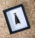 Vleermuis Taxidermie volledige montage - Cynopterus, Nieuw
