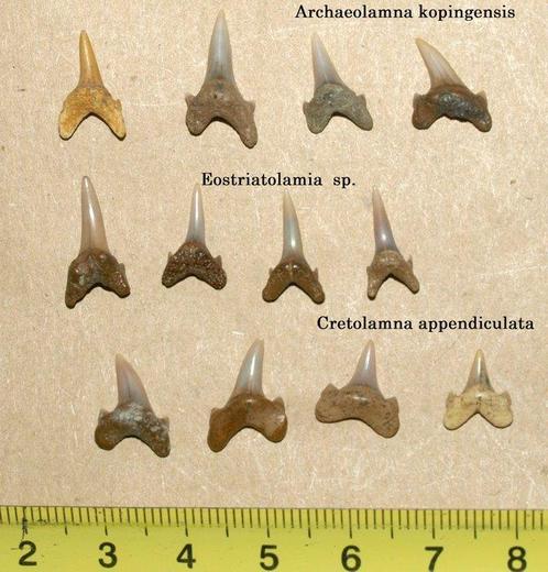 Lamniformes-tanden uit de regio Tambov Set tanden -, Verzamelen, Mineralen en Fossielen