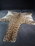 Northern Giraffe Taxidermie volledige montage - Giraffa, Nieuw