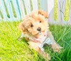 Echte MALTIPOO reutje 2 x ingeent, maltezer x toy poedel, Dieren en Toebehoren, Parvo, 8 tot 15 weken, Meerdere, Nederland