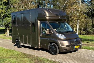 Citroen Jumper  Horsetruck beschikbaar voor biedingen