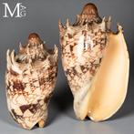 Cymbiola Imperialis – Volutidae - Verzamelaarsschelp -