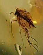 Natuurlijke Baltische barnsteen met fossiele