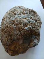 Doopvontschelp - Fossiel fragment - 7 cm - 18 cm (Zonder, Verzamelen, Mineralen en Fossielen