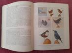 Heinroth - Die Vögel Mitteleuropas Vol. 1-4 - 1924-1931, Antiek en Kunst, Antiek | Boeken en Bijbels