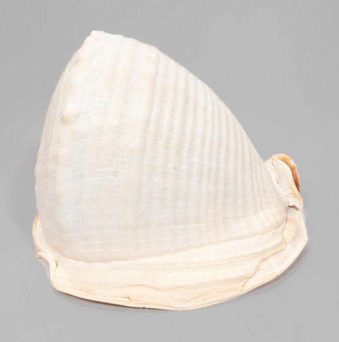 ***Verzamelobject van topklasse*** GROOTE helmschnecke  22, Verzamelen, Dierenverzamelingen