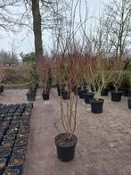 Acer palmatum Japanse esdoorn 150cm, Tuin en Terras, Planten | Bomen, Ophalen