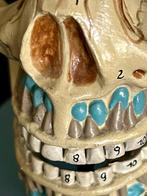 Anatomisch model (2) - hoogwaardige kunststof/somsoplast -, Antiek en Kunst