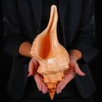 Zeldzame mariene schelp uit Mexico - Florida Horse Conch -, Nieuw