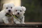 Maltezer pups, gecontroleerde ouders, Belgisch fokker, Dieren en Toebehoren, Parvo, België, Maltezer, Reu