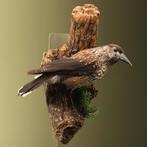 Notenkraker Taxidermie Opgezette Dieren By Max, Verzamelen, Ophalen of Verzenden, Nieuw, Vogel, Opgezet dier