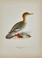 Magnus von Wright (1805 - 68) - Set of 25 Antique Bird, Antiek en Kunst, Antiek | Boeken en Bijbels