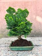 Jeneverbes bonsai (Juniperus) - Hoogte (boom): 23 cm -